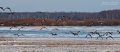 111_Biebrza - marzec 2013